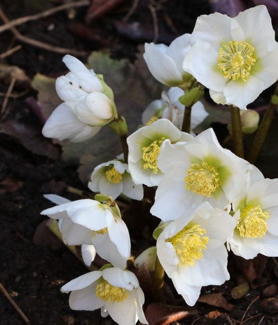 products/Hellebore3.jpg
